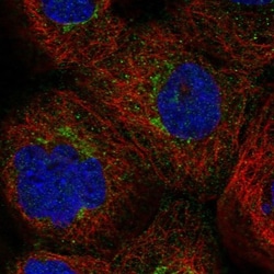 GBF1 Antibody, Novus Biologicals:Antibodies:Primary Antibodies